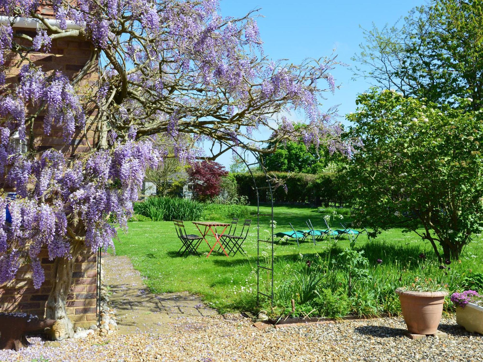 Wisteria